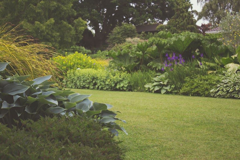 A well-maintained garden in Canbury Gardens featuring a lush, neatly trimmed grassy lawn with vibrant green hues, bordered by a variety of mature plants and shrubs. In the foreground, broad-leafed hostas with smooth, blue-green leaves contrast with the fine-textured, taller ornamental grasses. Behind, a garden bed displays a mix of leafy plants, including large, deeply lobed leaves and clusters of small, purple flowering plants. Further back, dense hedges and a few trees with dark, textured bark and leafy canopies provide a natural backdrop during bright daylight. The scene shows no visible tools or human activity, emphasizing the tidy, landscaped appearance maintained by Kingston gardeners. Overall, the landscape captures a serene, lush garden scene typical of professional outdoor care in Kingston upon Thames.