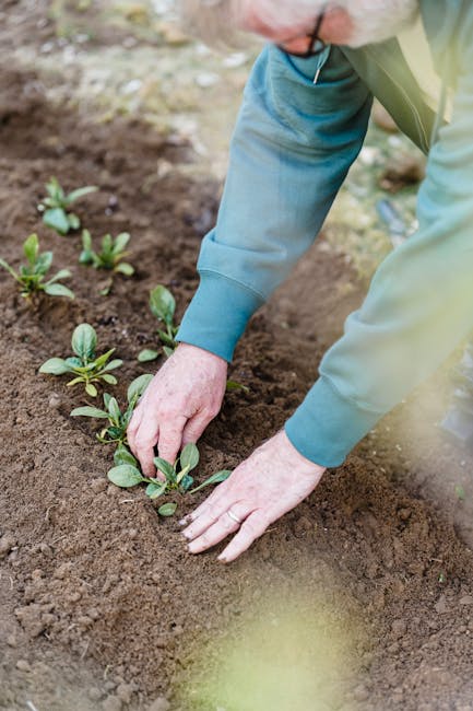 Close-up of a gardener wearing a green jacket planting young seedlings into freshly turned, dark brown soil in a garden bed. The seedlings have broad, green leaves and are aligned in a neat row. The gardener's hands are gently pressing soil around the base of each plant to ensure stability. The surrounding area features other garden beds with similar young plants, and in the background, there is blurred foliage and natural outdoor lighting indicating a well-maintained, active garden environment. This image showcases gardening work focused on planting and garden bed preparation, highlighting soil texture, plant development, and careful planting techniques possibly undertaken by Kingston gardeners as part of their garden maintenance services.