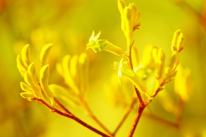 trees plants